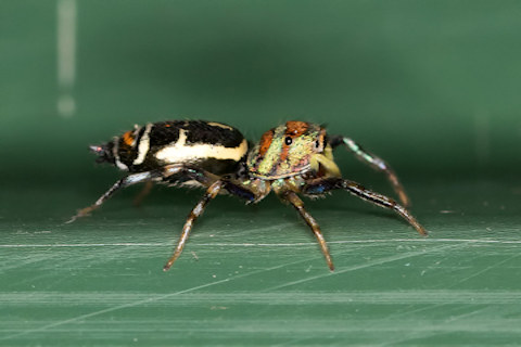 Jumping Spider (Cosmophasis micarioides) (Cosmophasis micarioides)